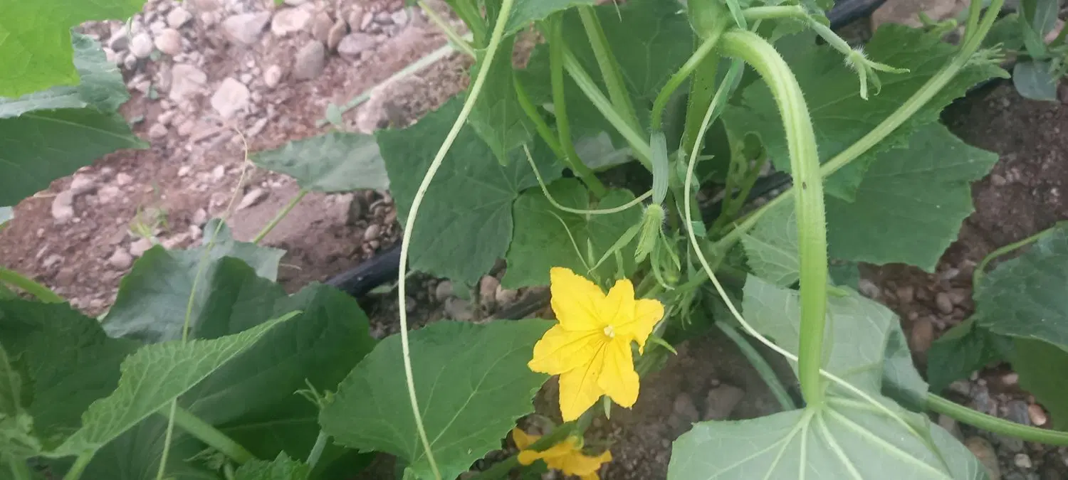 گلخونه ۱سال کشت ۱۵۰۰متری با پلاستیک