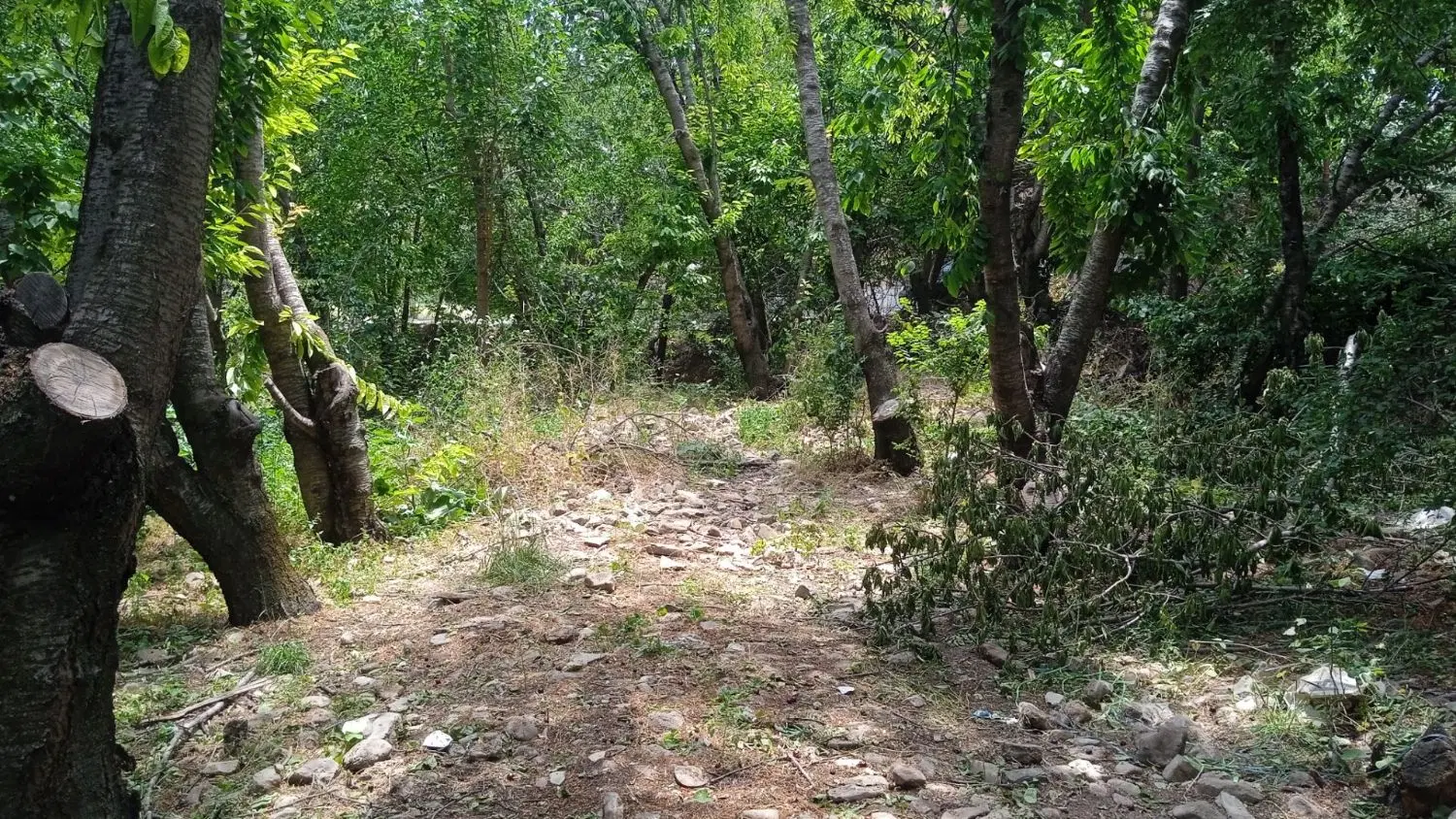 باغات لواسان