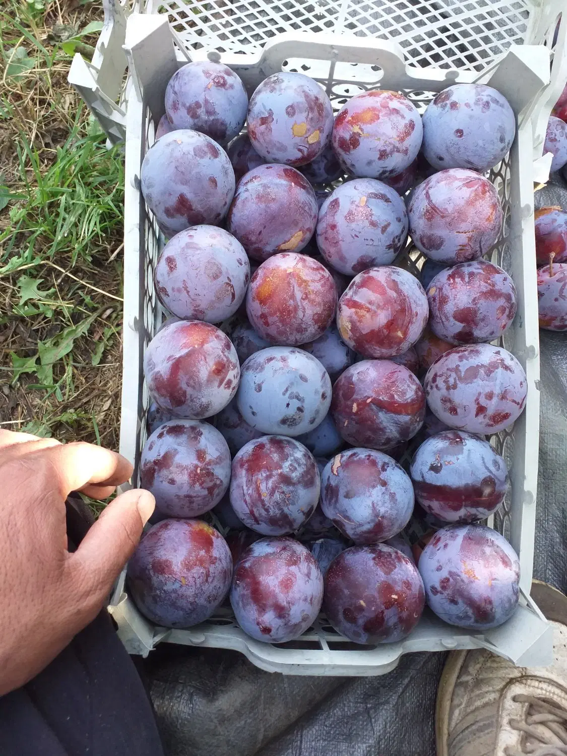 اجاره الو کالیفرنیا