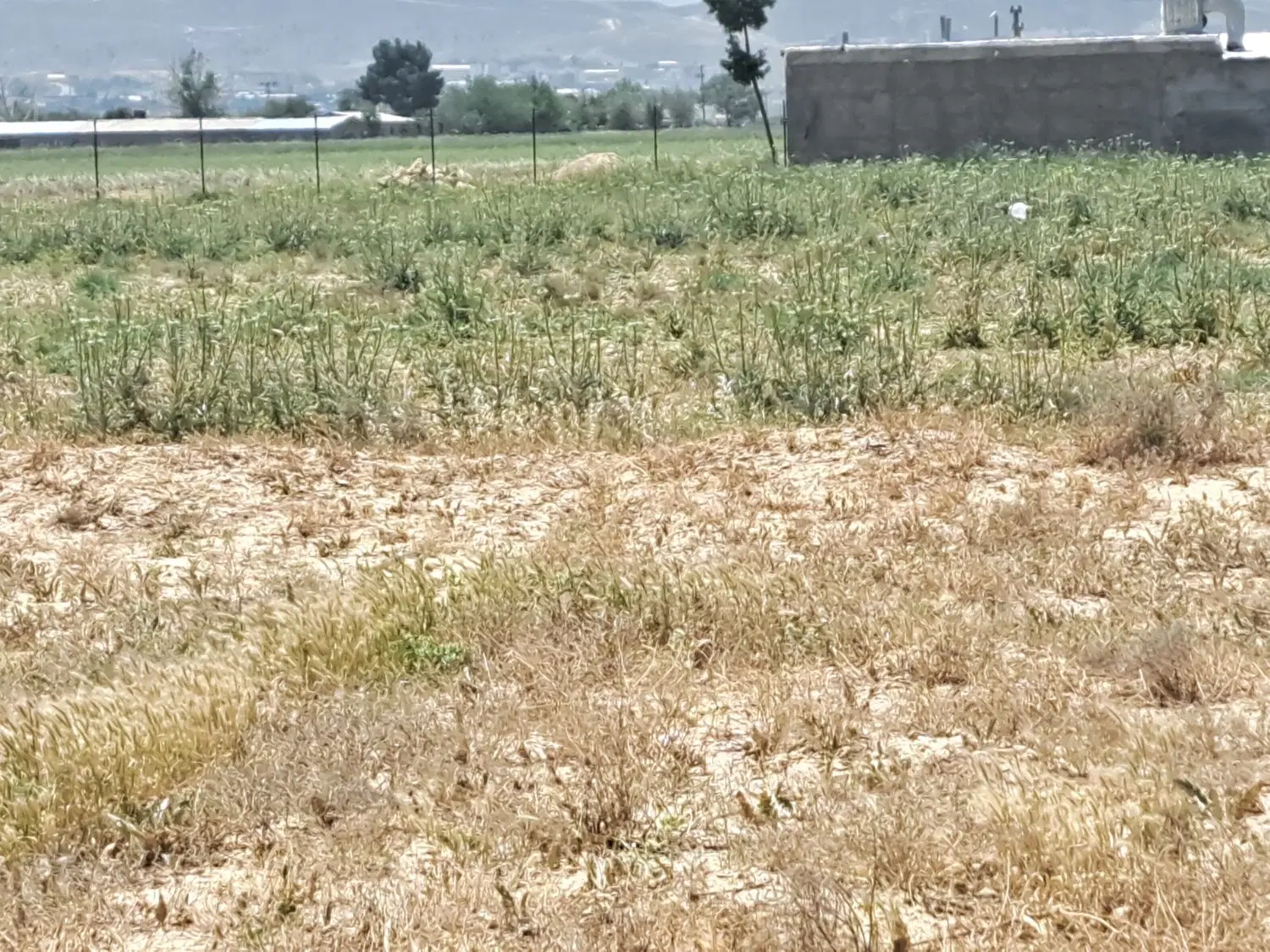زمین محمدعلی پهلوان