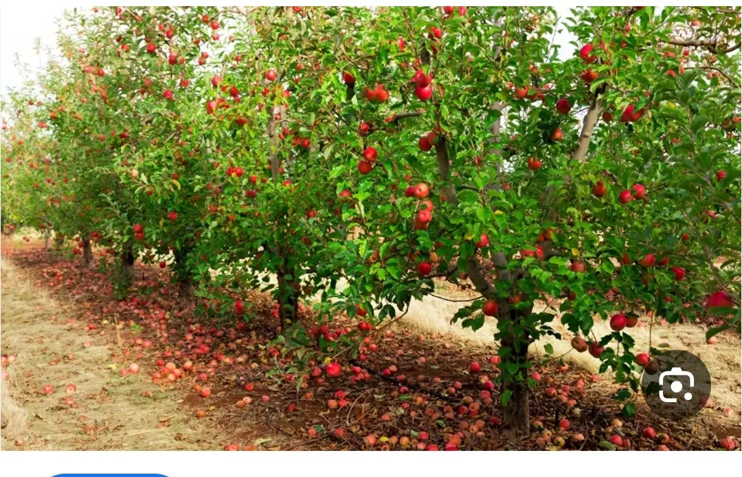 زمین تفریحی ( باغچه)