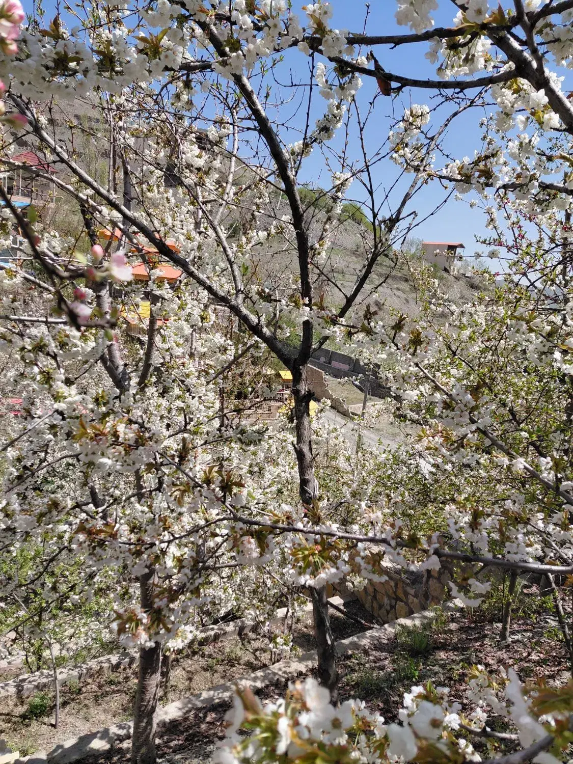 باغ ویلا زشک