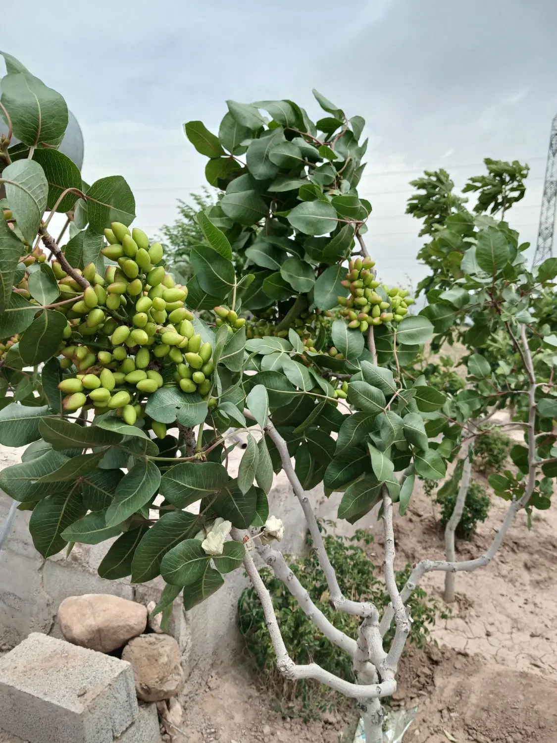 باغ پسته سنددار