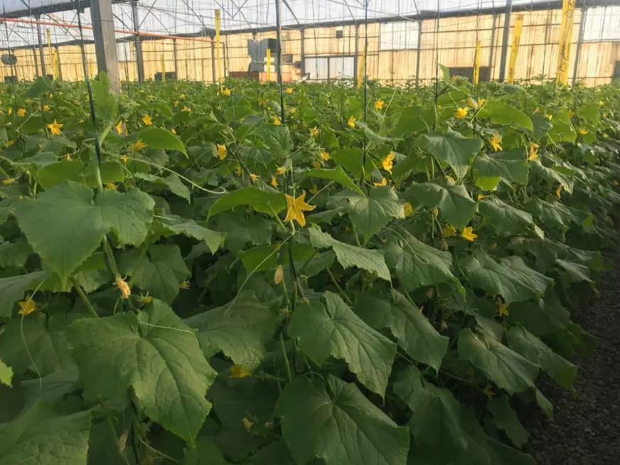 فروش گلخانه یا معاوضه