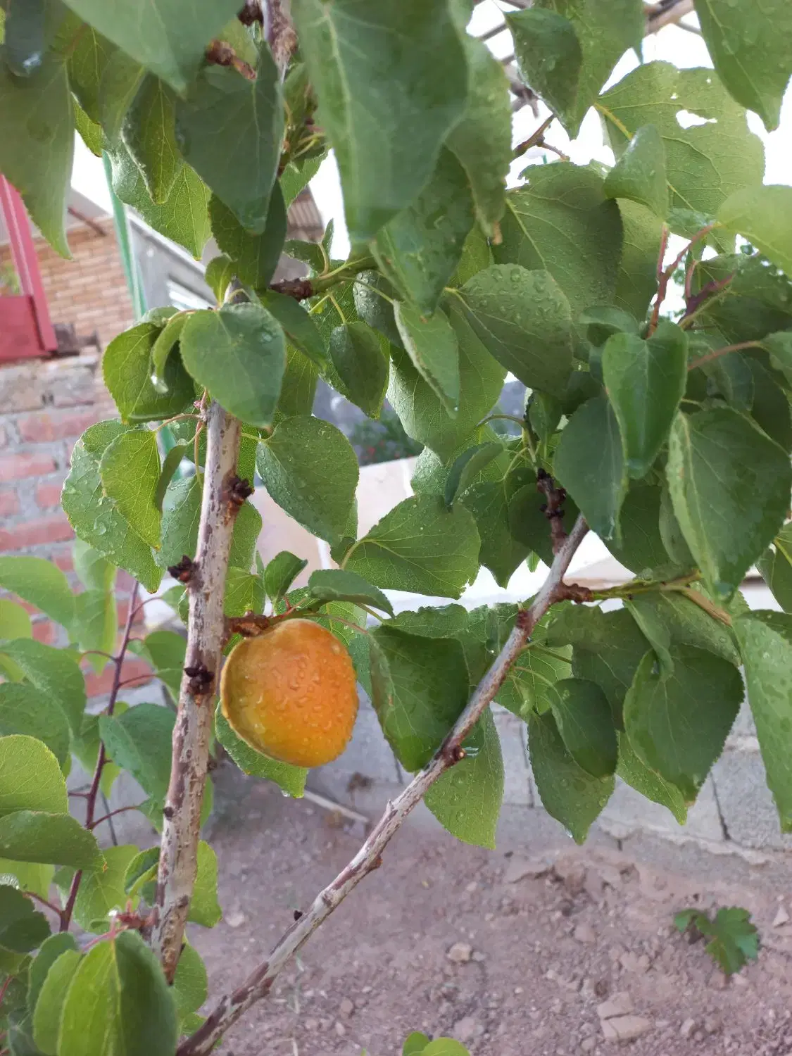 ویلایی جوپار(جوپارستان) قابل معاوضه