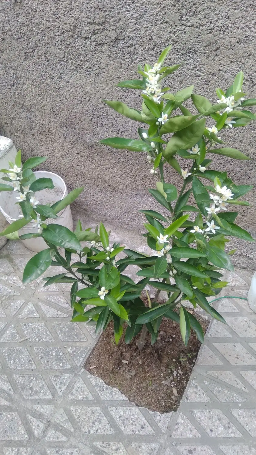 خانه ویلایی ۱۷۵متر خیابان رازی