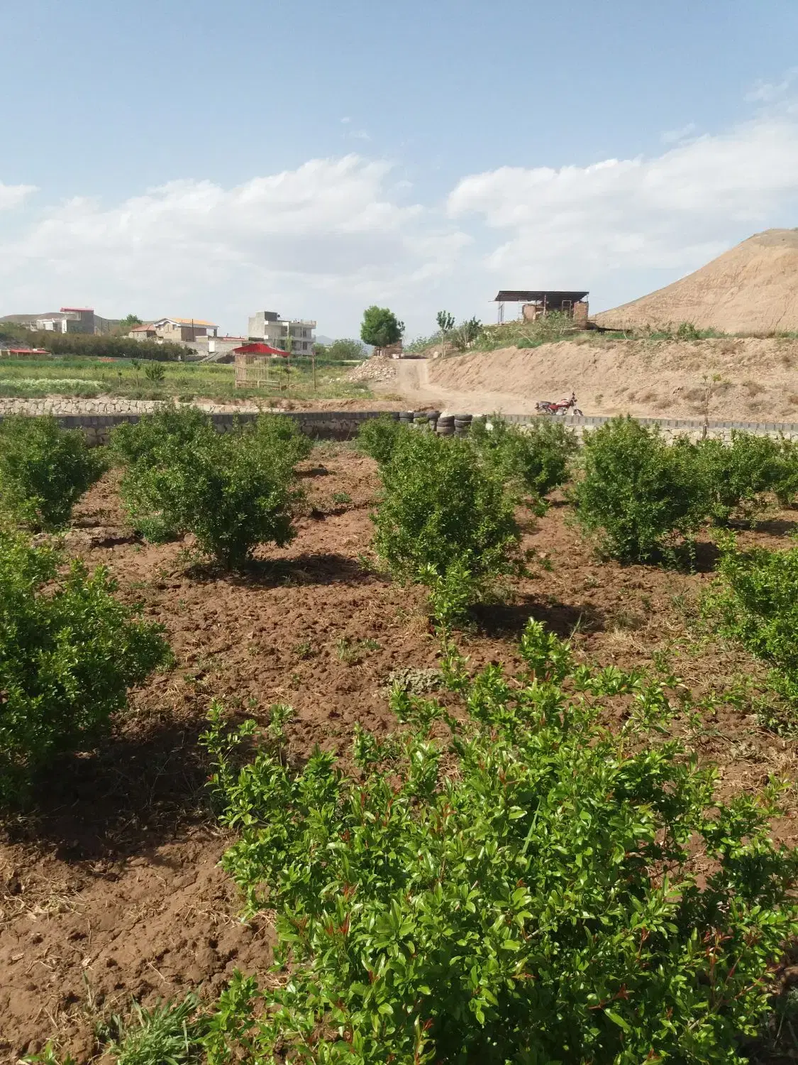 باق درگوداسیا