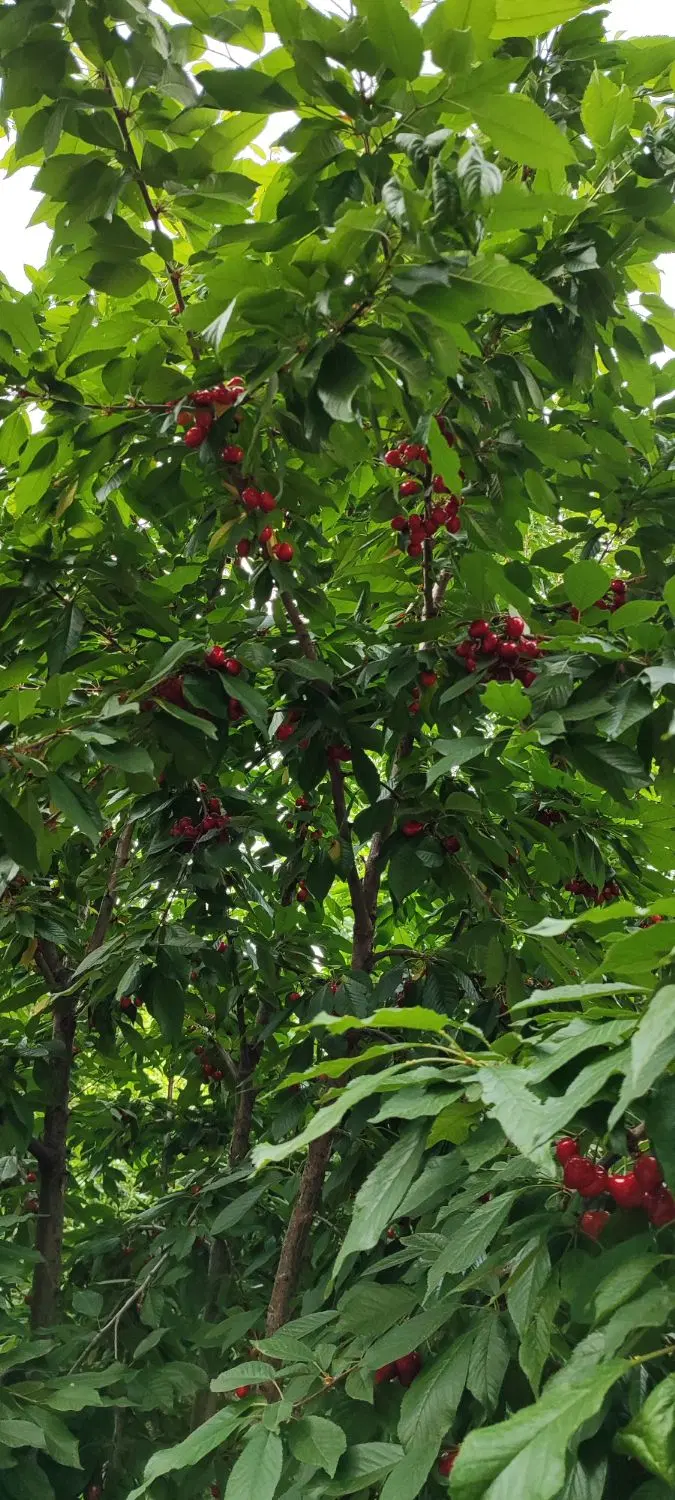 باغچه فروشی