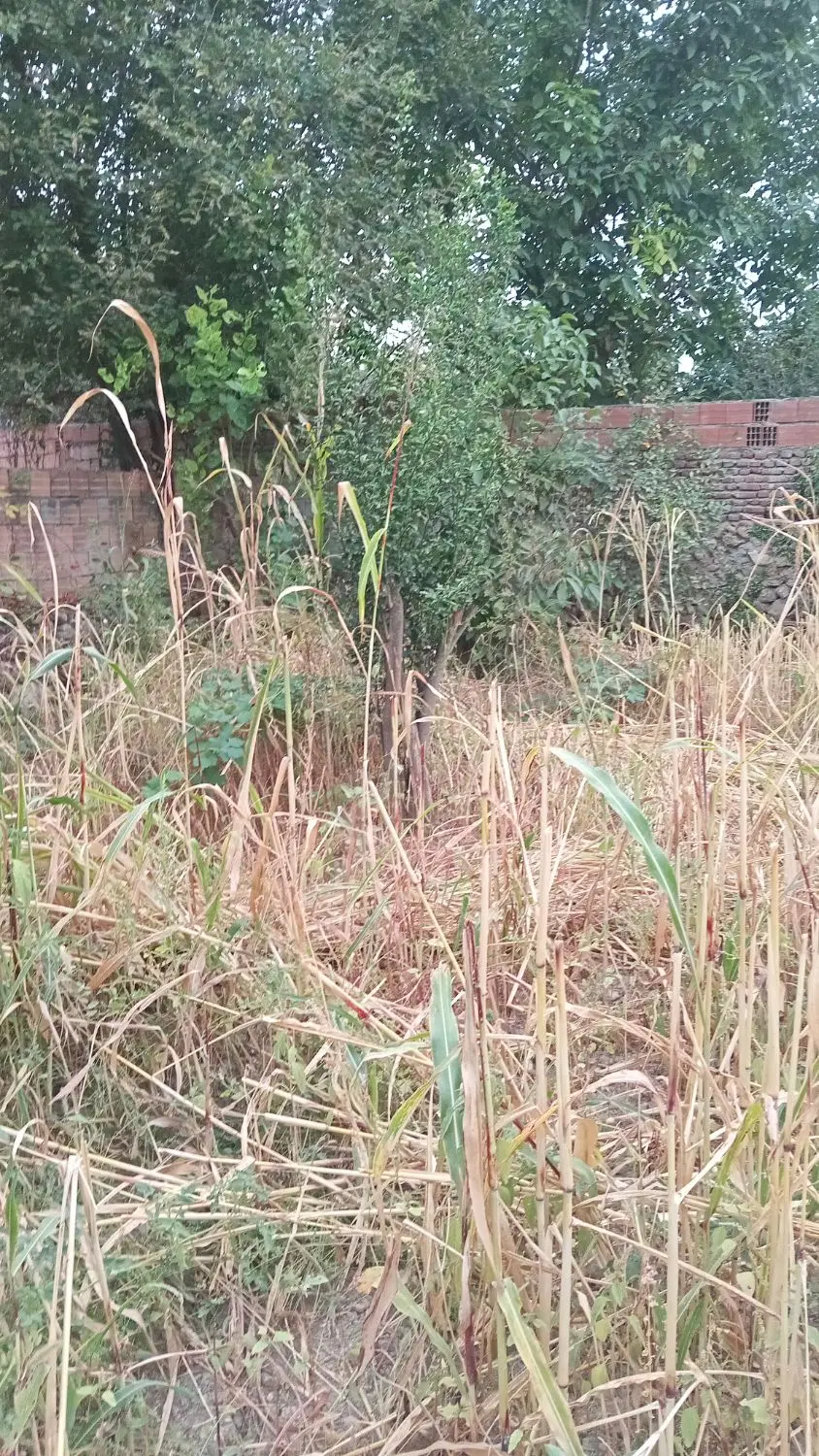 زمین مسکونی نظام محله