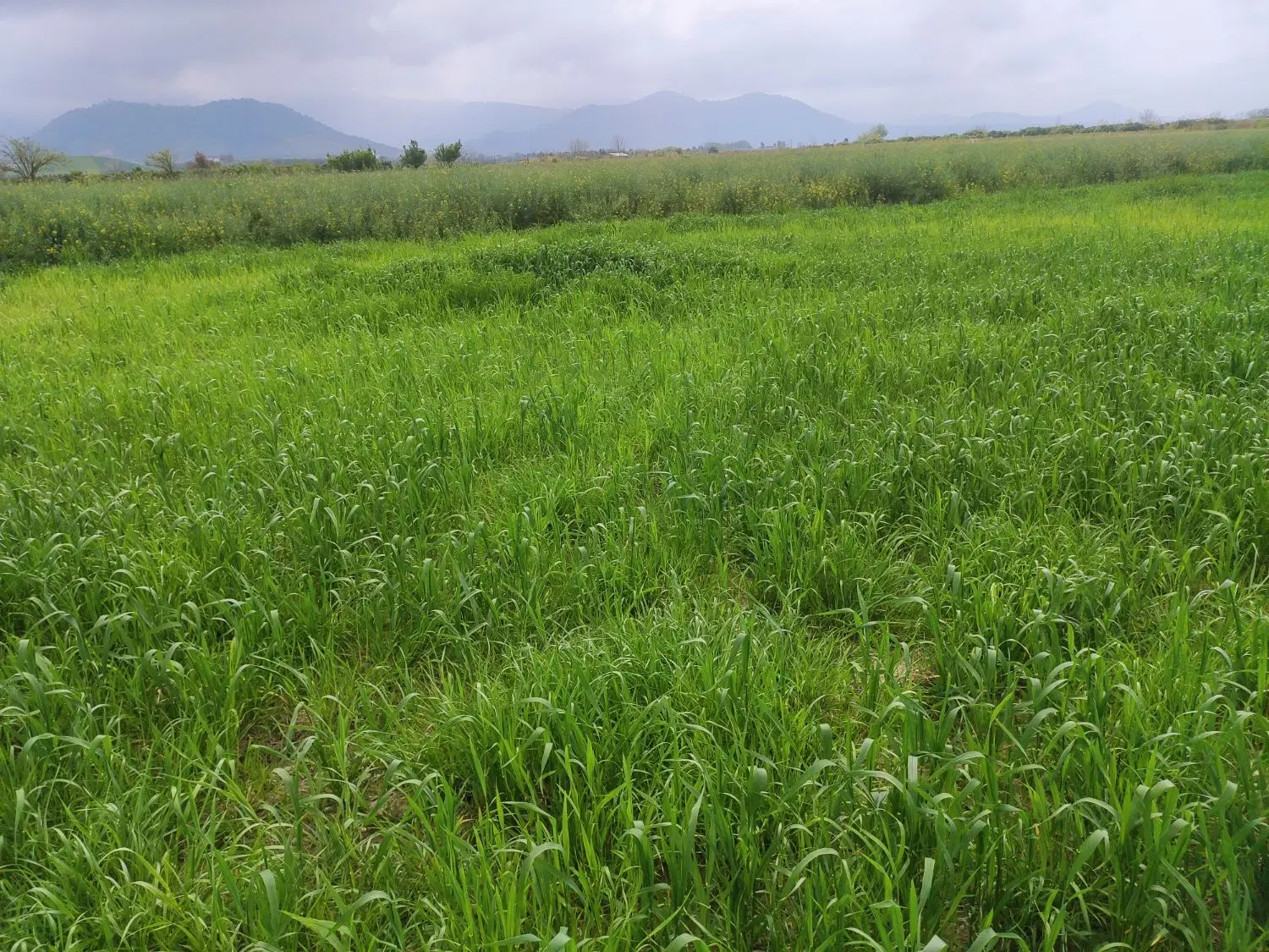 زمین باغی کشاورزی