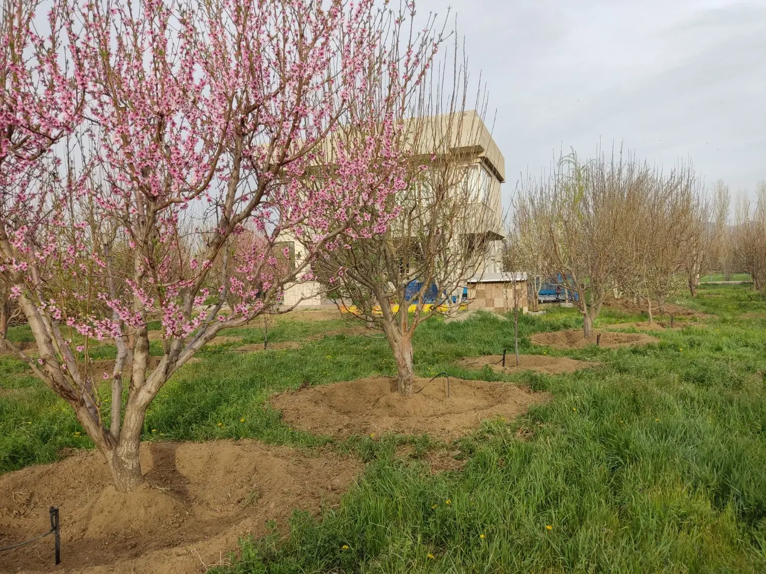 فروش خانه باغ و زمین در کوسه مسیر پل جدید