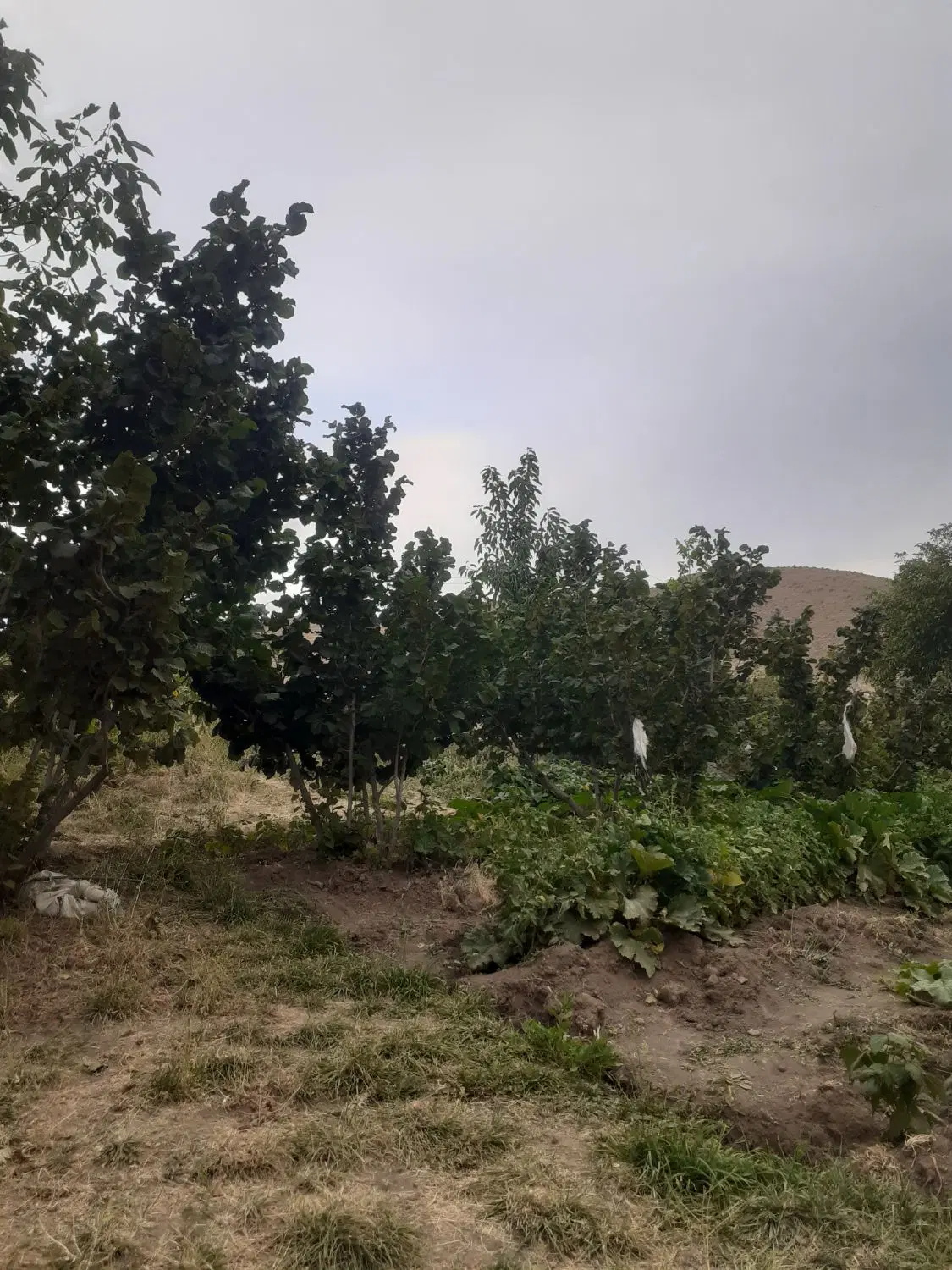 باغ ۱۲۰۰متری روستای دلباز گرکین