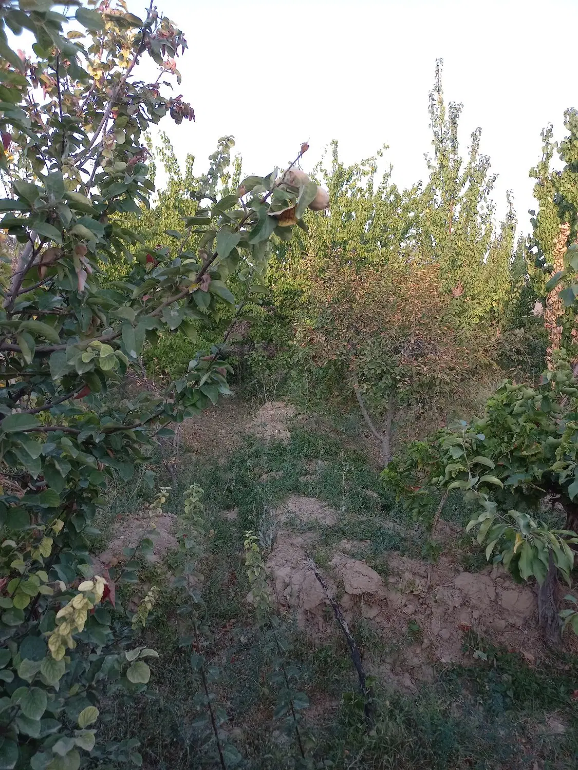 فروش باغچه