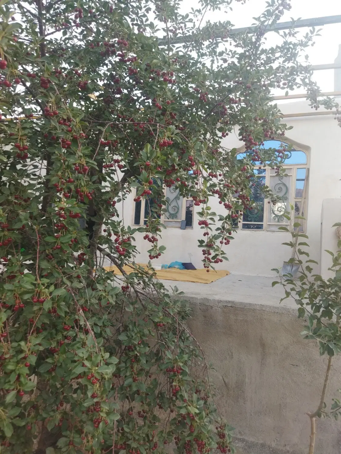 باغ و خانه باغ