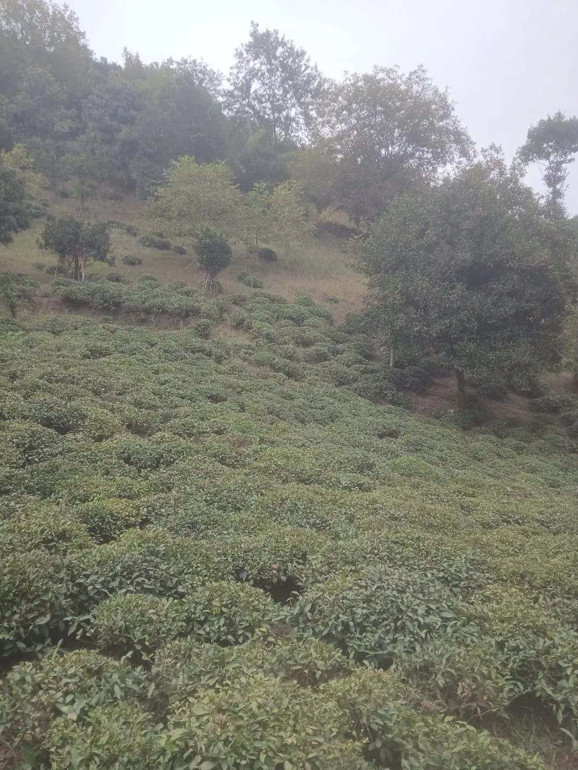 فروش باغ چایی