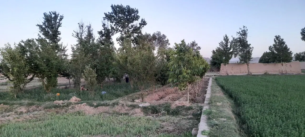 زمین باغی، باغ، کشاورزی با سند تک برگ