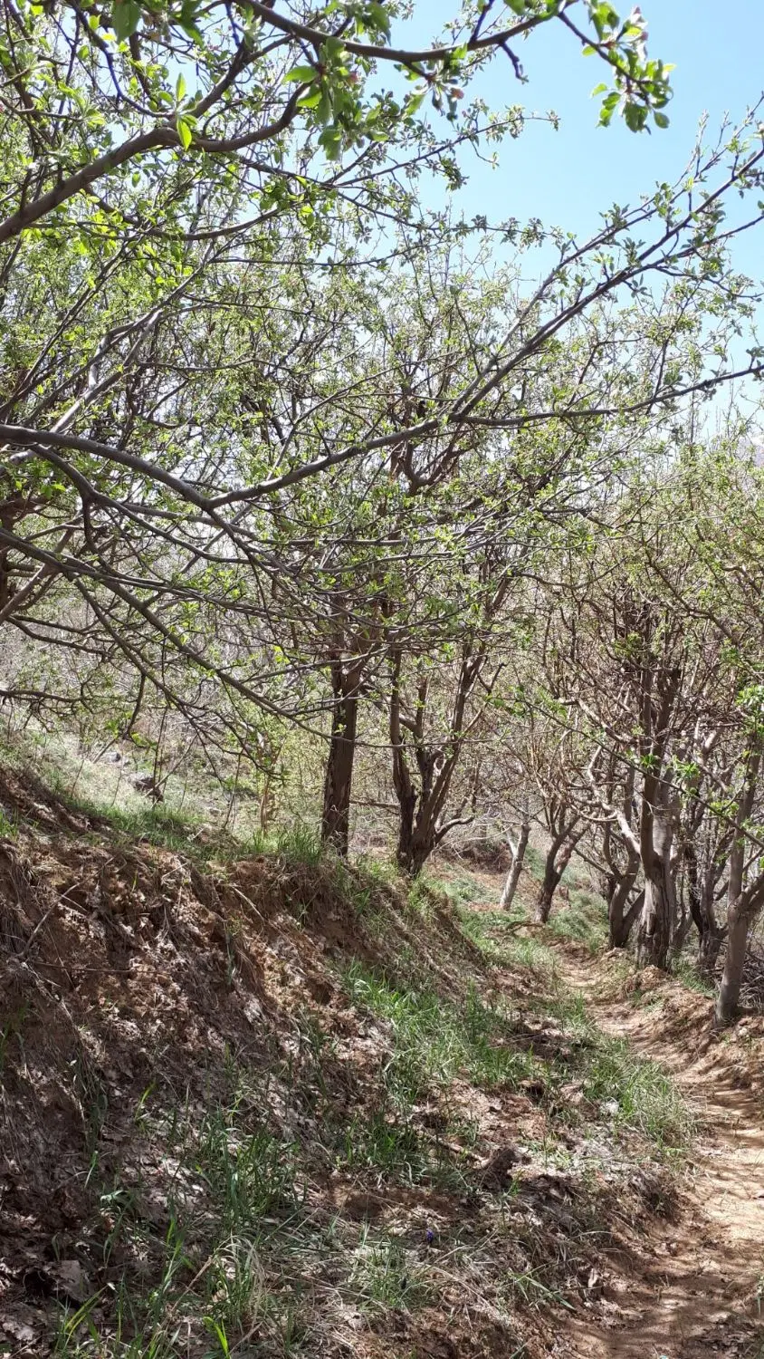 باغ ۷۵۰ متری قیمت عالی حیدره بالای شهر