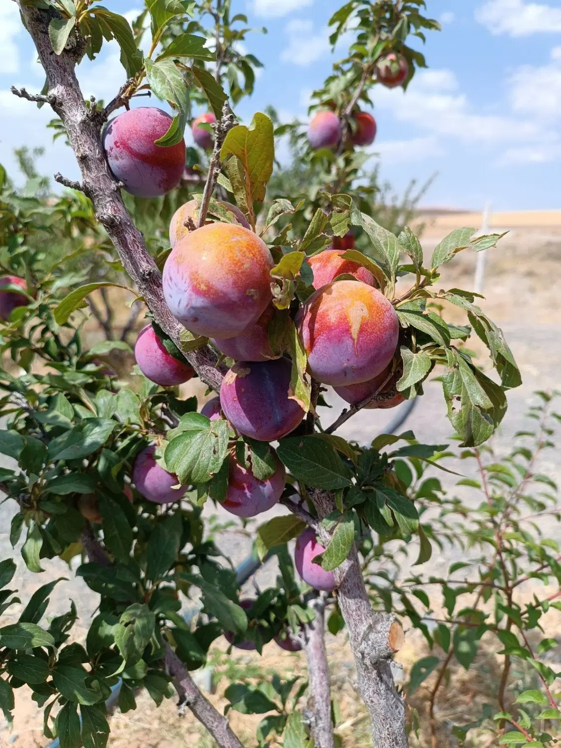 فروش باغ