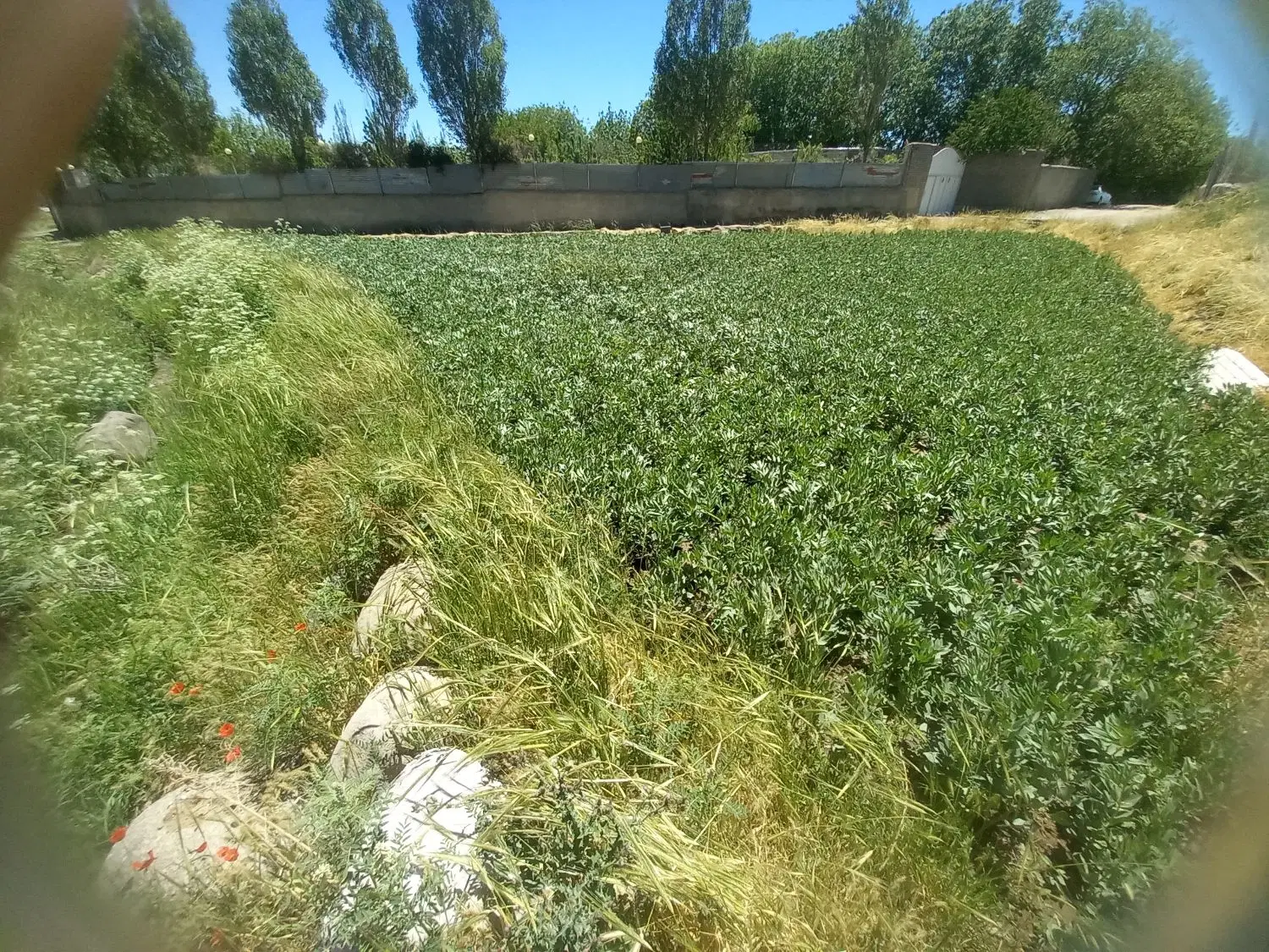 زمین در مریانج