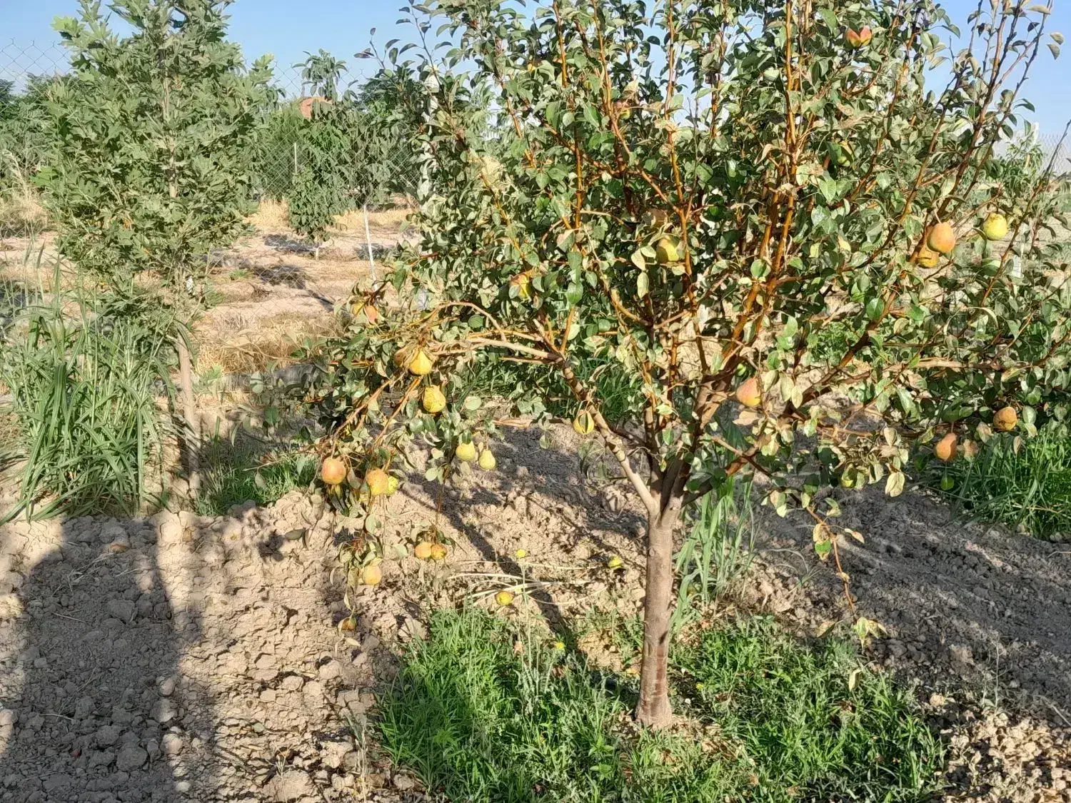 باغ شهری