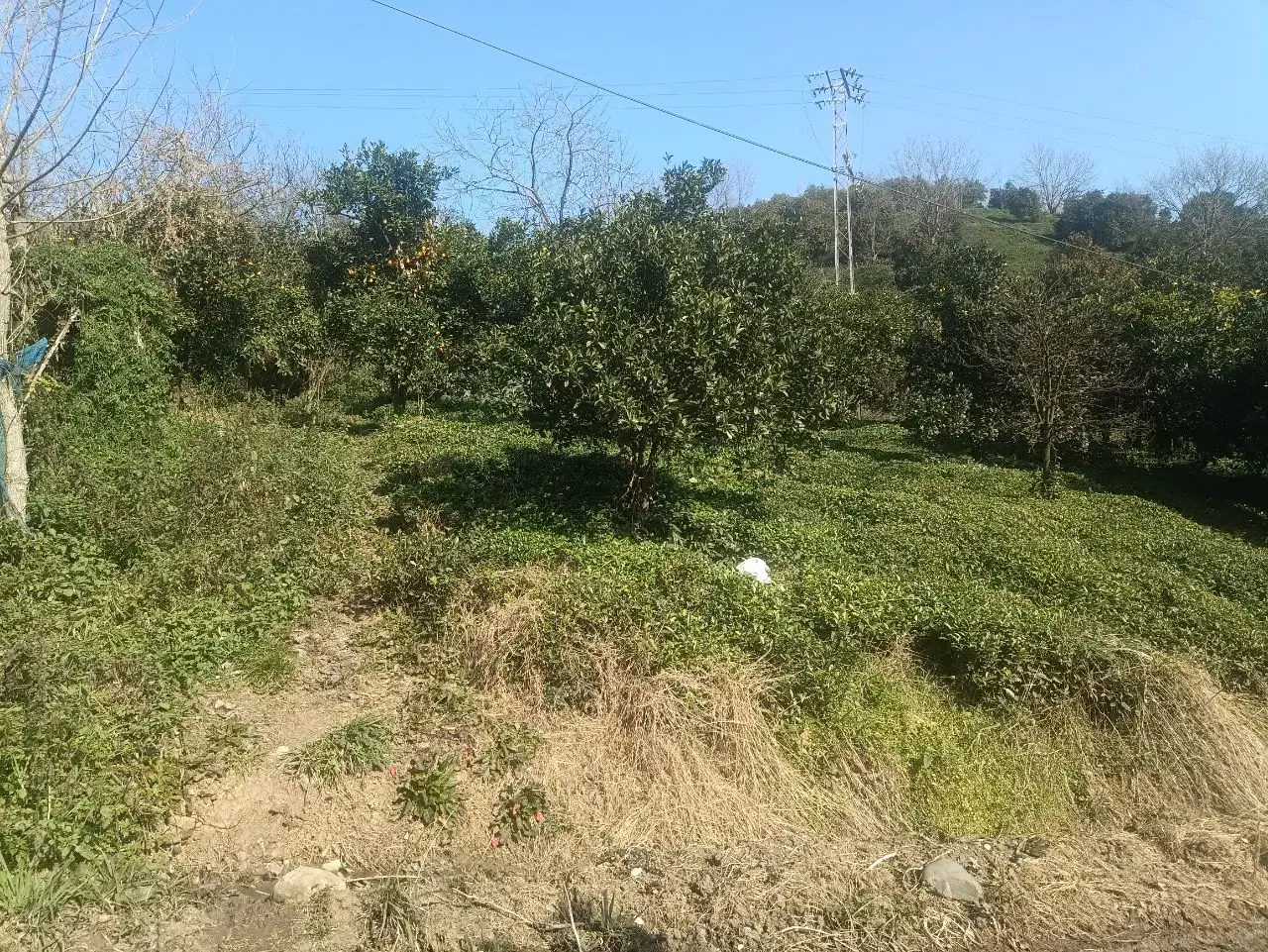 فروش زمین