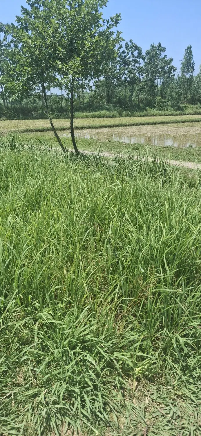 فروش زمین کشاورزی 960متررشت سنگر