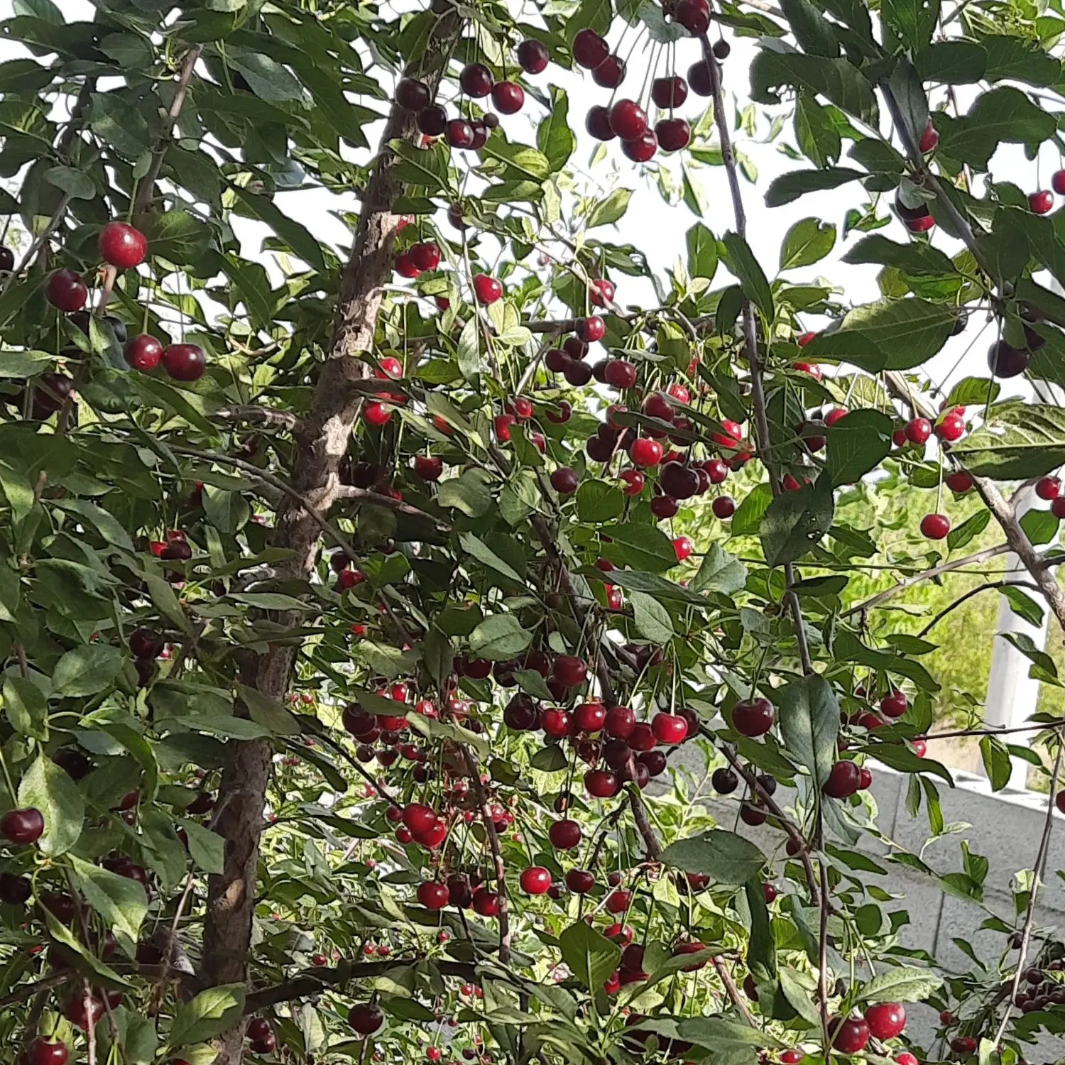 زمین ساردوئیه