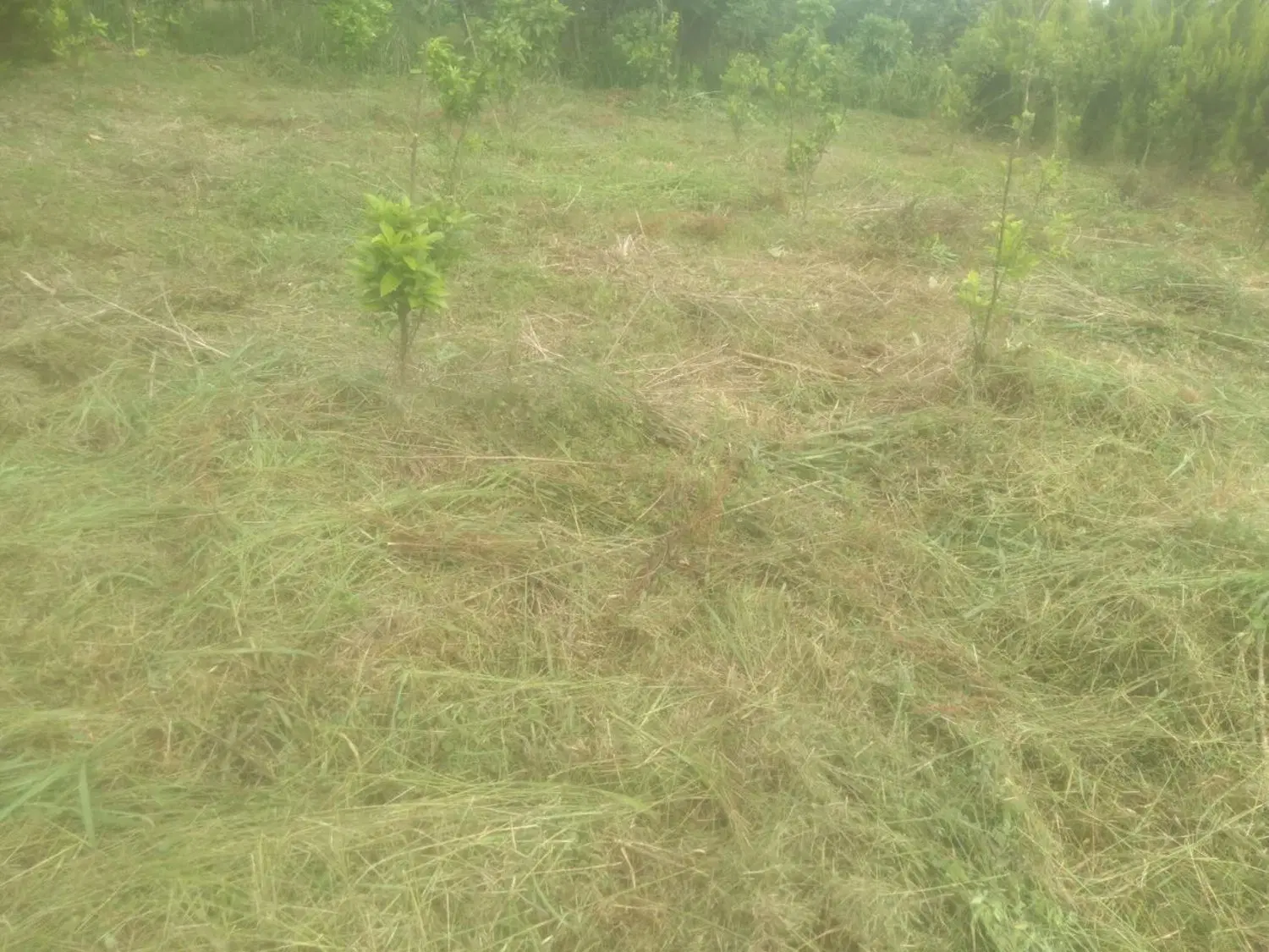 فروش ۲۰۰متر زمین شهسوار روستای همشبور