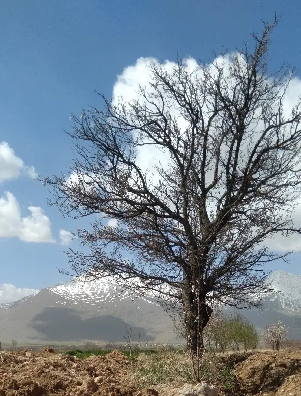زمین ویلایی کشاورزی