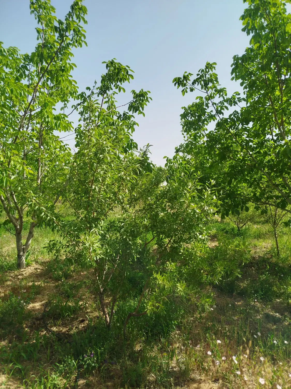 زمین کشاورزی و تفریحی