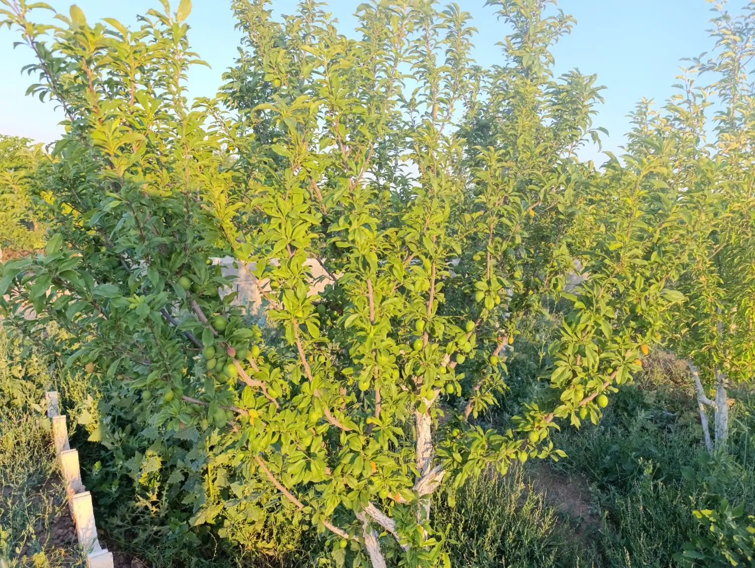 باغچه ماهدشت پیشک ۳