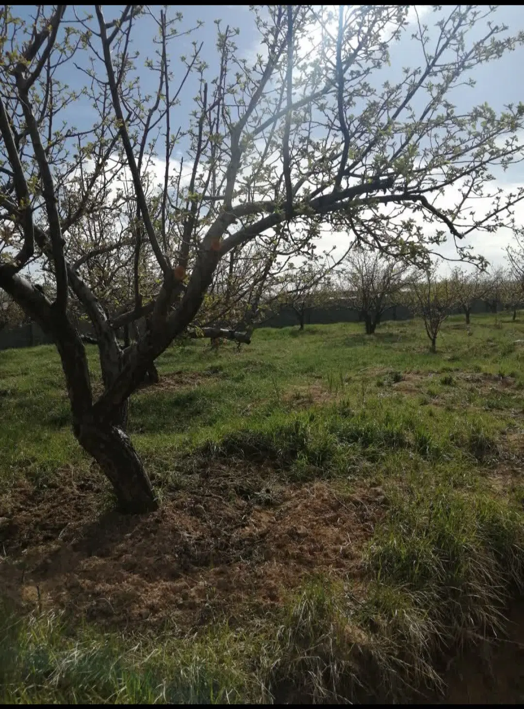 باغ در  سپیدان قابل معاوضه