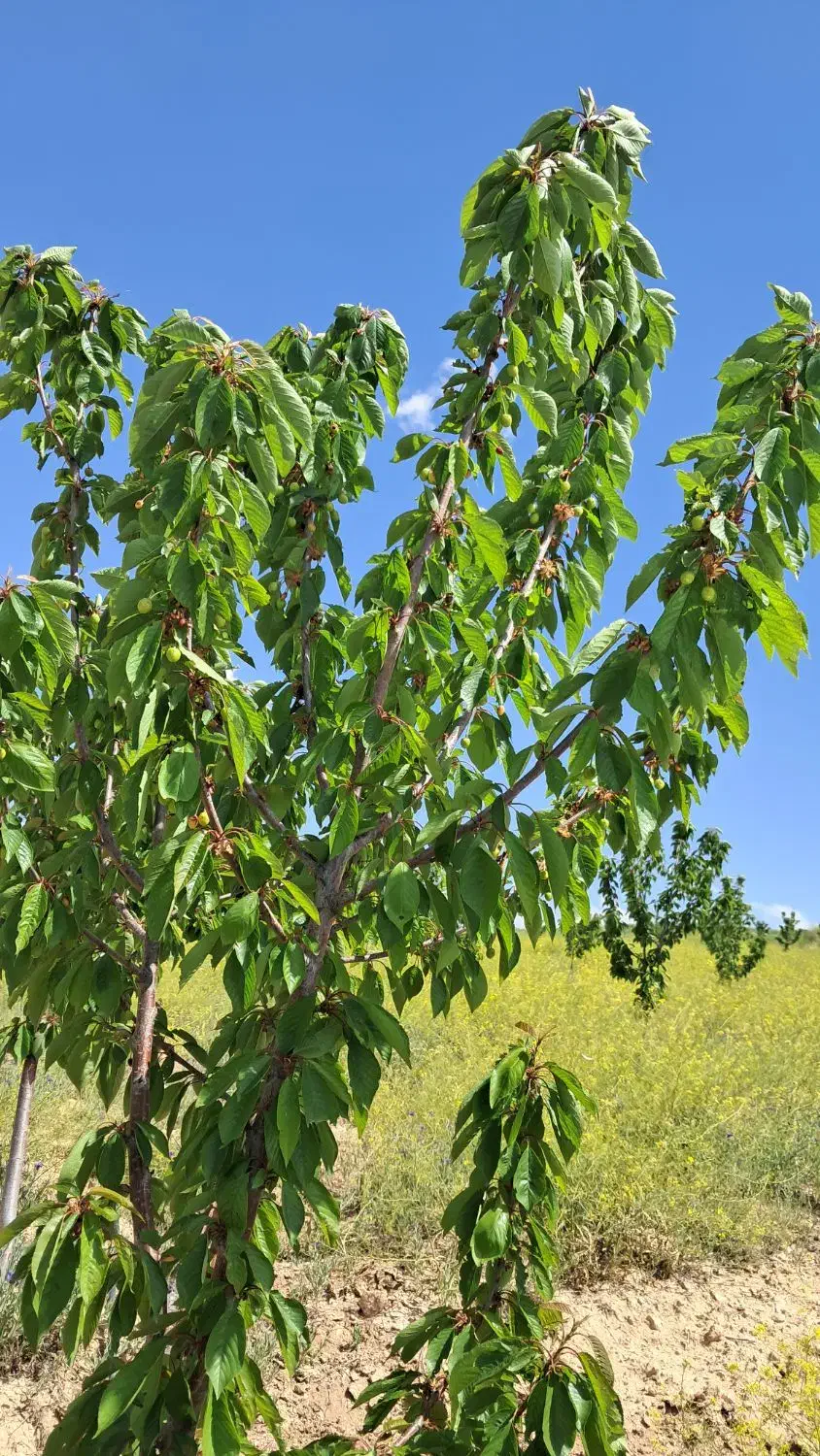 زمین باغی مهنان