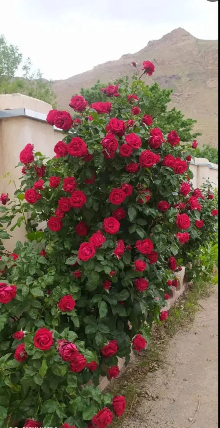 ۳۸۰۰ متر زمین باغی صفی آباد معاوضه با خودرو