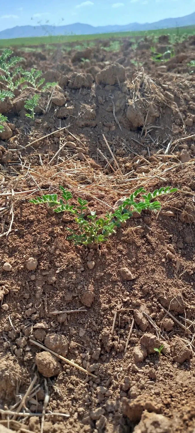 زمین دیم روستای میرکی