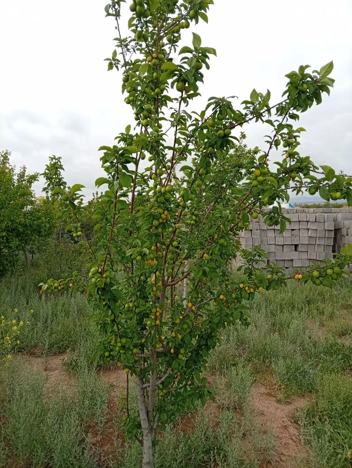 باغ زاک خرمدره امیران