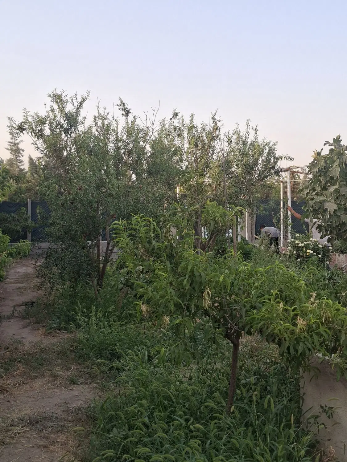 باغچه شهاب شهر فیروزبهرام