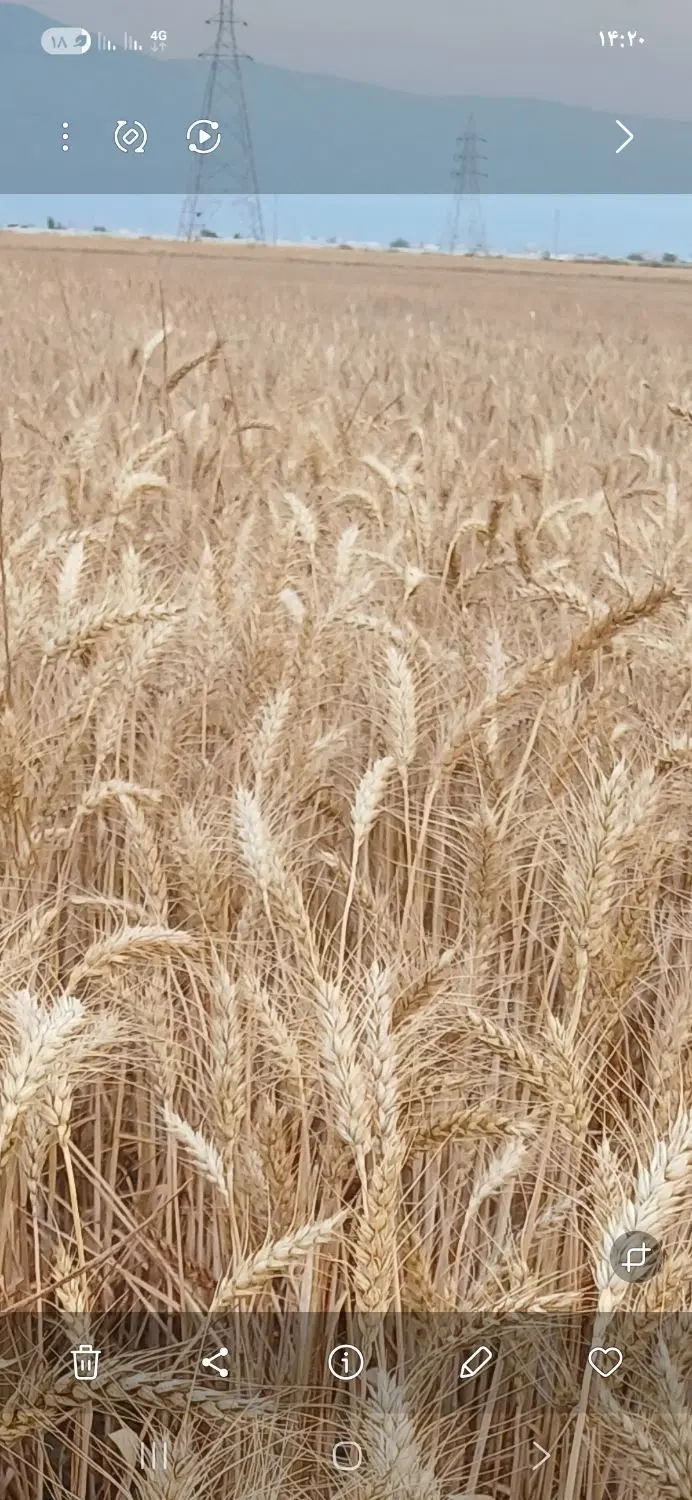 اجاره زمین کشاورزی