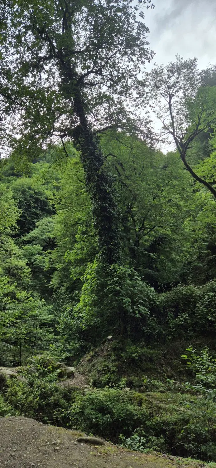 زمین مسکونی 125متری