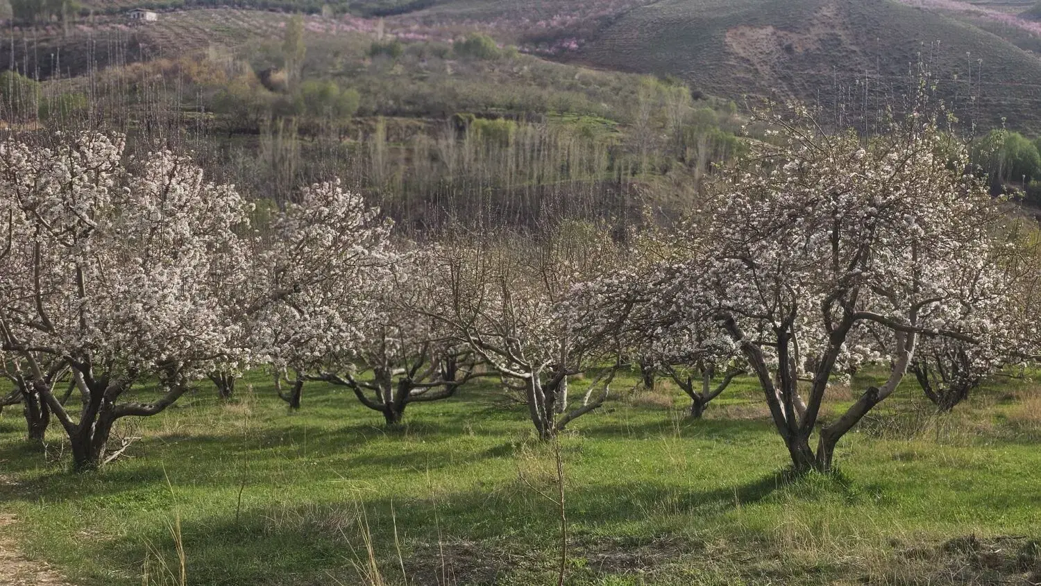 شیخمیری گلدشت کپرگه