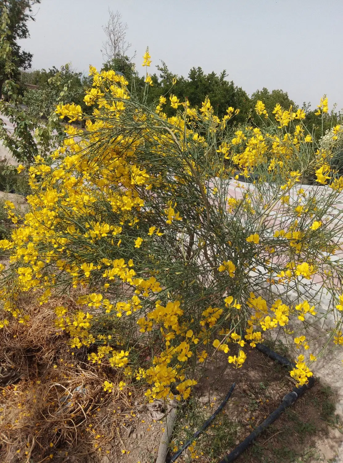 باغ