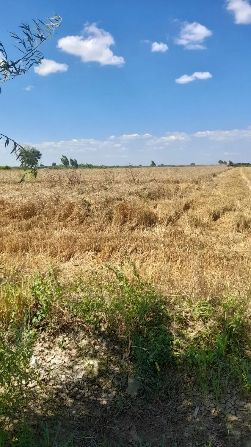 زمین گندم جهت کشت سیر