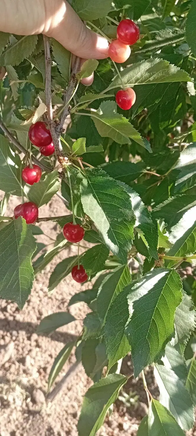 فروش یک قطعه باغ