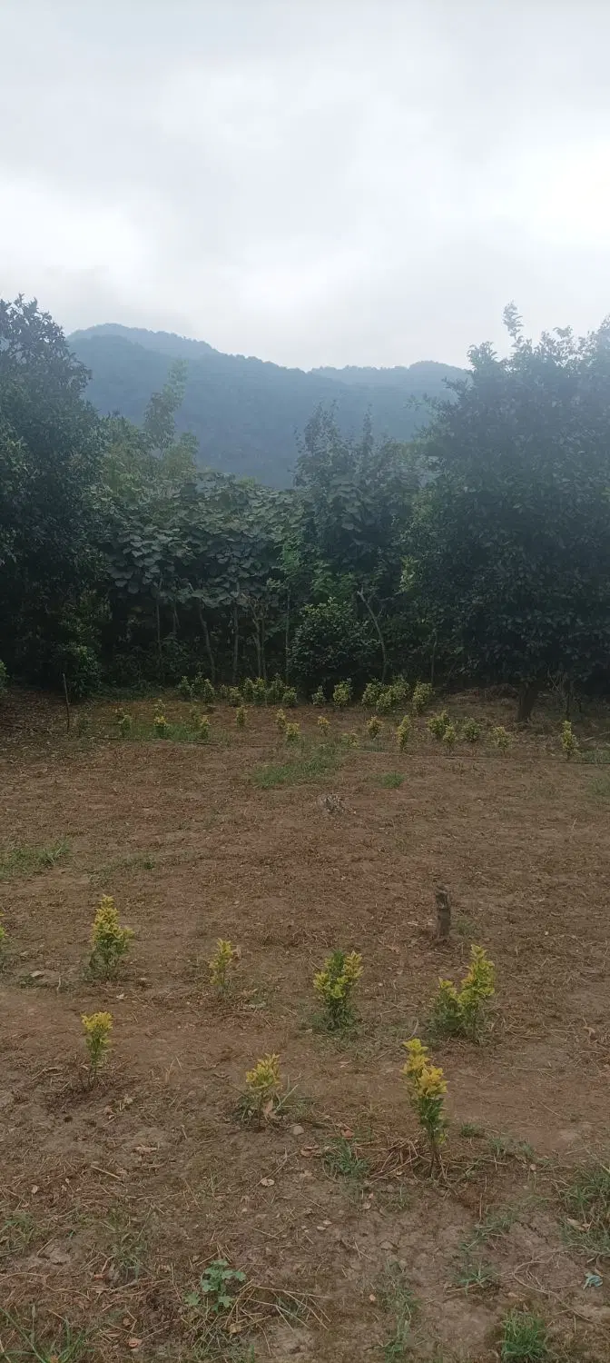 زمین متراژ ۲۶۰متر مسکونی