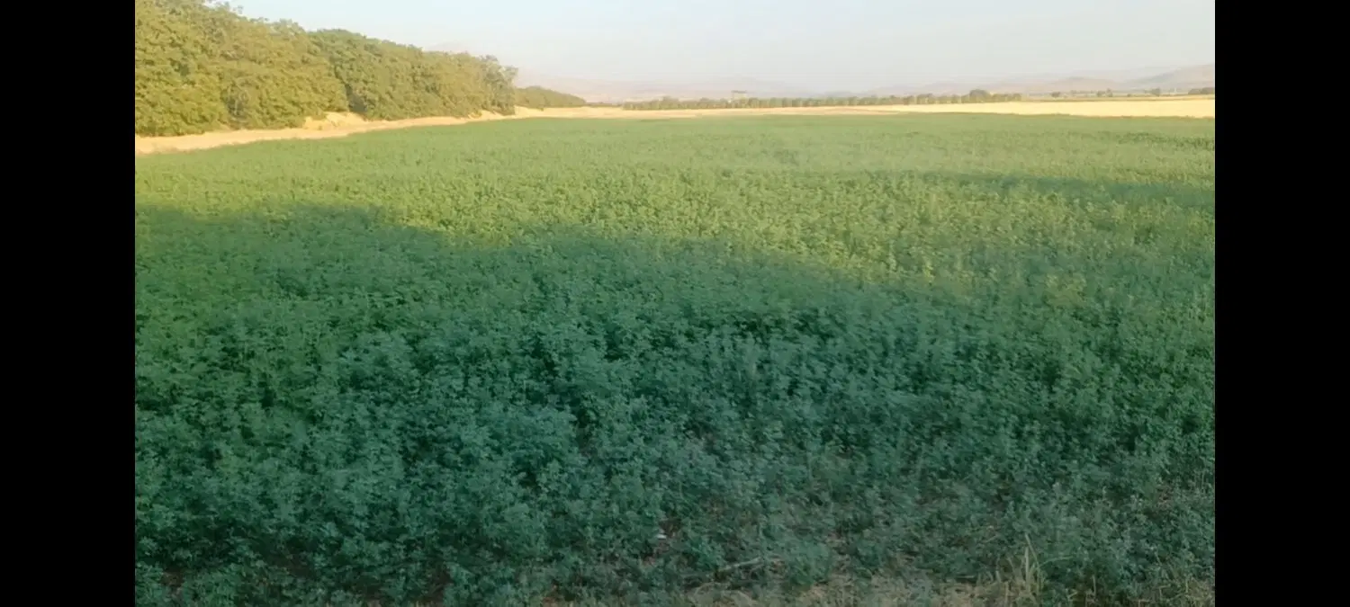 زمین کشاورزی وباغ