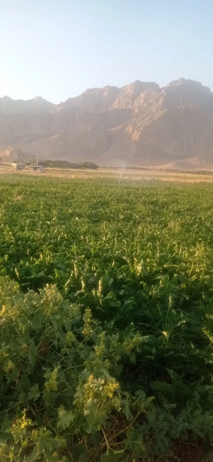 زمین کشاورزی درسرارو