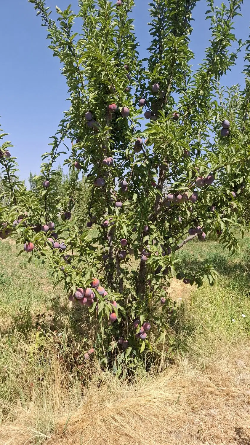 باغ واقع در عربلو