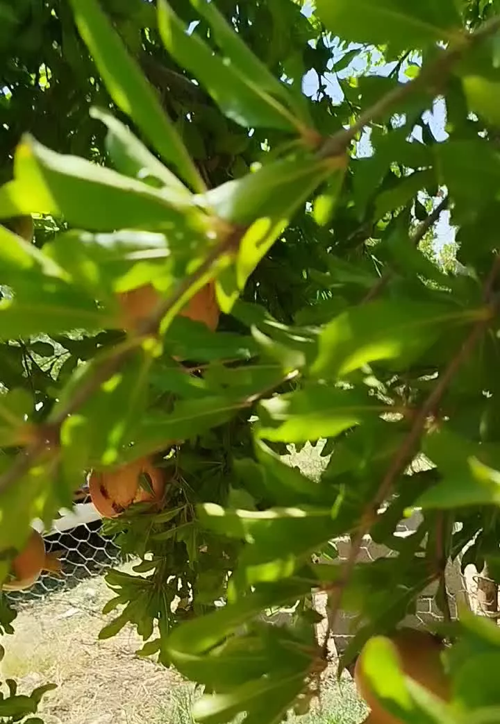 ۱۶۰۰متر مربع باغ انار ثمری در روستای کوشک علیا