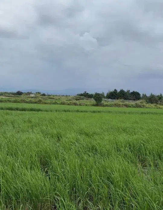 ۱۰۰۰متر زمین کشاورزی_قیمت کل۱_۲۰۰میلیارد