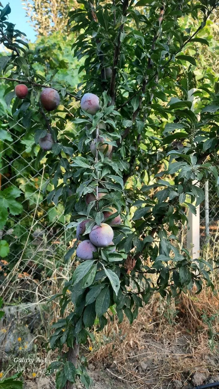 باغ ۱۰۰۰ هزار متری سرینجیانه سفلی